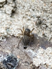 Euophrys