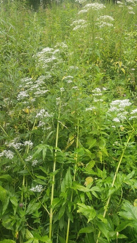Valeriana wolgensis, photograph 2