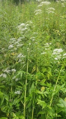 Valeriana wolgensis, photograph (c) Andrew Bazdyrev, some rights reserved (CC BY)