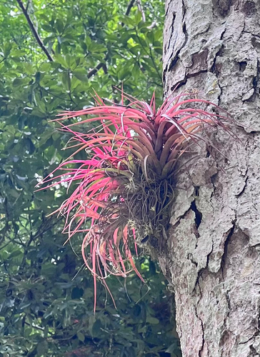 Tillandsia brachycaulos, photograph 5