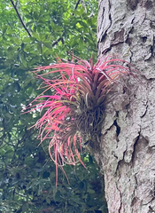 Tillandsia brachycaulos, photograph author not stated, no rights reserved