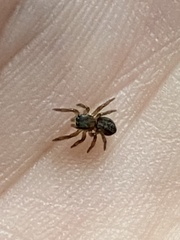 Euophrys