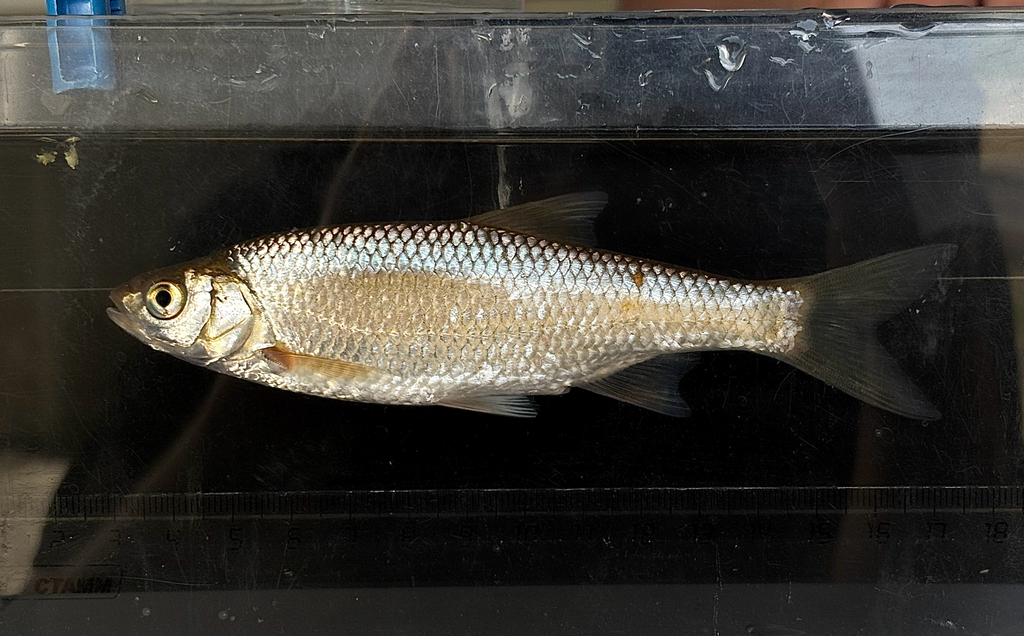 Zeravshan dace