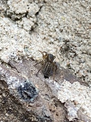 Euophrys