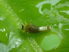 Graphium agamemnon agamemnon