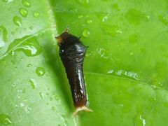 Graphium doson postianus