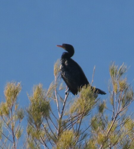 iNaturalist image