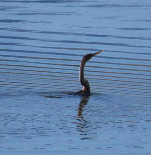 iNaturalist image