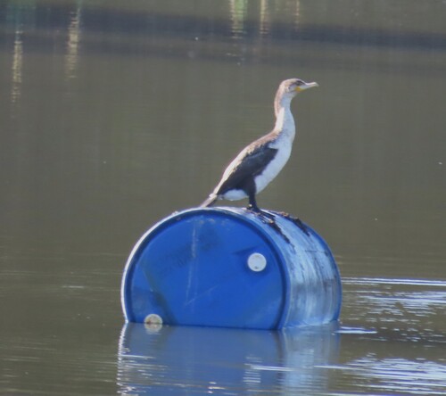 iNaturalist: (c) Fiona Hellmann, some rights reserved (CC BY-NC), uploaded by Fiona Hellmann iNaturalist image