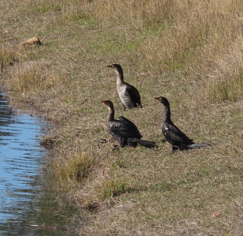 iNaturalist: (c) Fiona Hellmann, some rights reserved (CC BY-NC), uploaded by Fiona Hellmann iNaturalist image