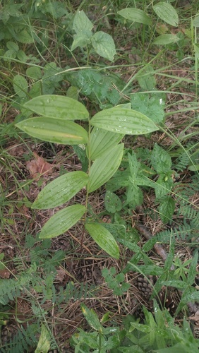 Polygonatum humile, photograph 4