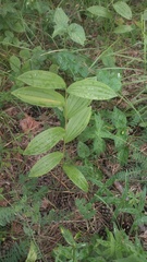 Polygonatum humile, photograph (c) Andrew Bazdyrev, some rights reserved (CC BY)