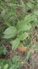 Polygonatum humile, photograph (c) Andrew Bazdyrev, some rights reserved (CC BY)