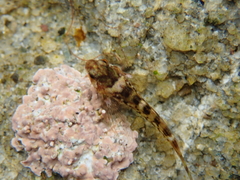 Clinocottus recalvus