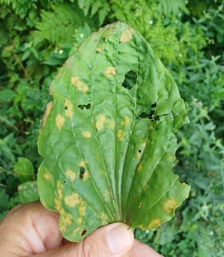 Peronospora alta observed 2026-07-17
