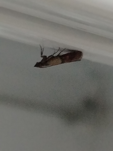 Indian-Meal Moth