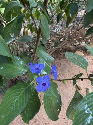 Eranthemum pulchellum observed 2026-07-17