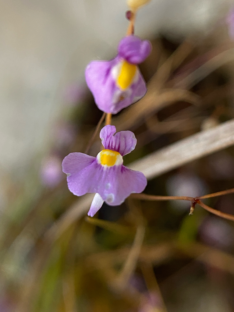 Utricularia laciniata