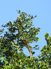 Colius striatus integralis