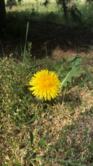 Taraxacum officinale