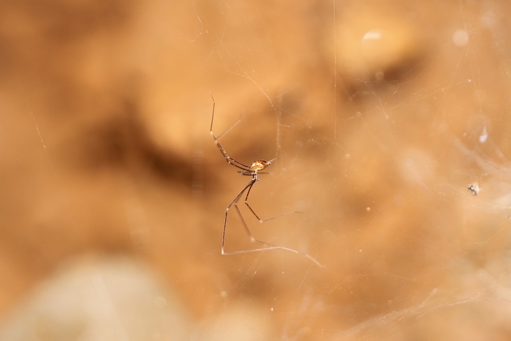 Long-legged Midget Weavers