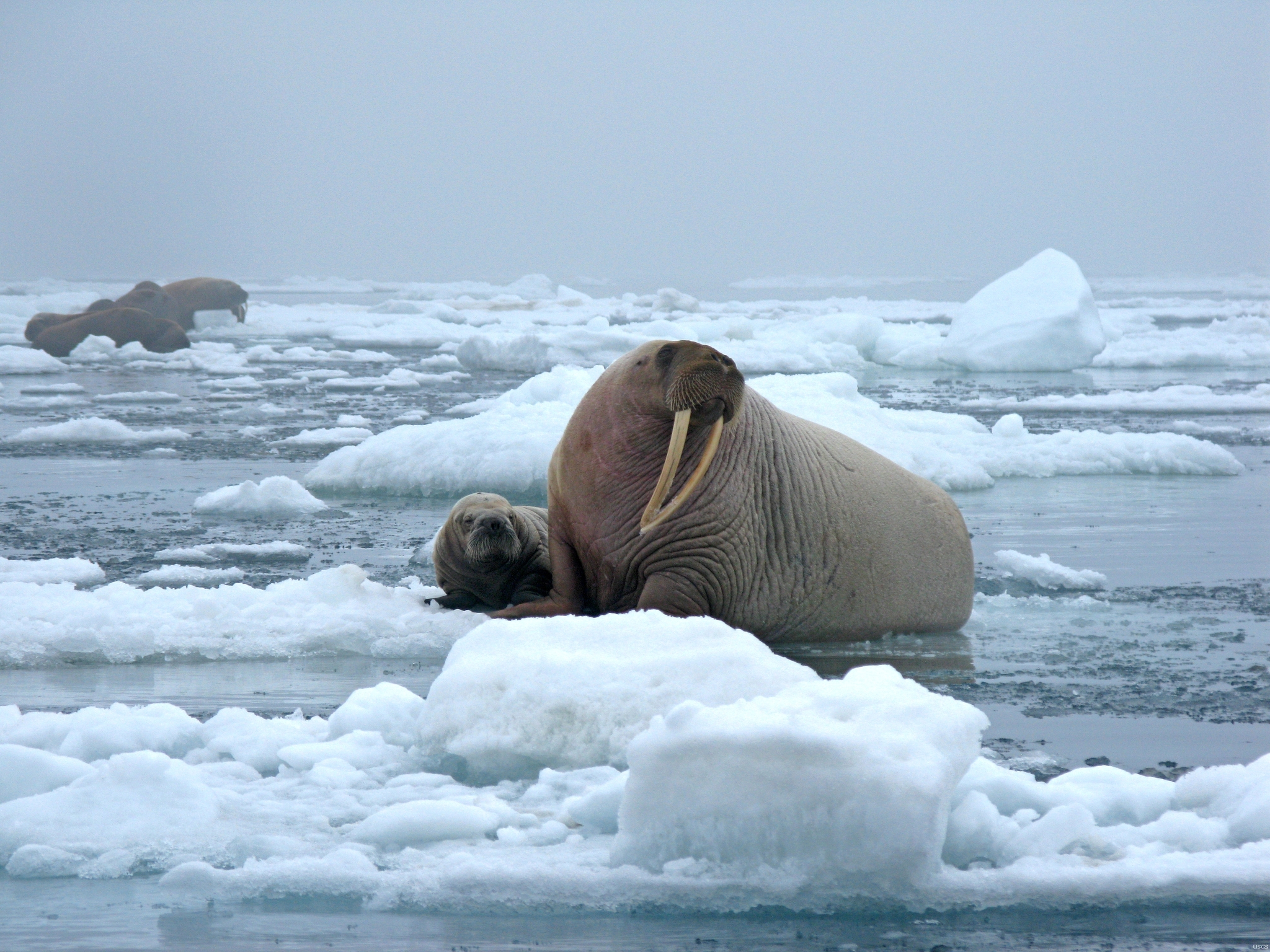 Walrus (Odobenus rosmarus) · iNaturalist