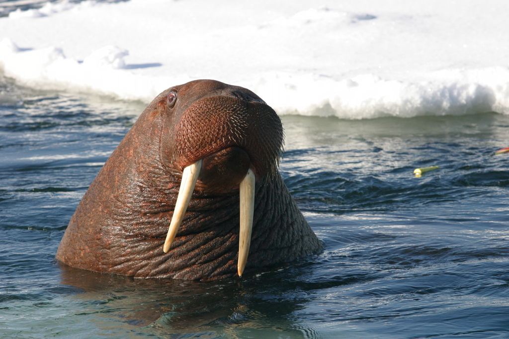 Morsa (Odobenus rosmarus) · NaturaLista Colombia