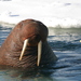 Pacific Walrus - Photo 
Joel Garlich-Miller, U.S. Fish and Wildlife Service, no known copyright restrictions (public domain)