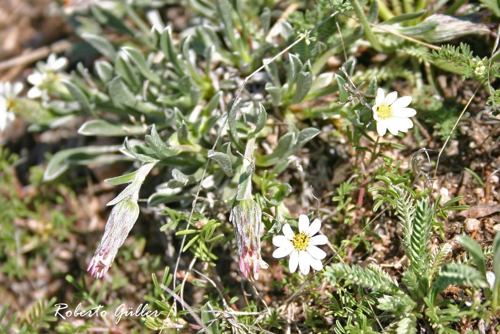 Noticastrum argenteum