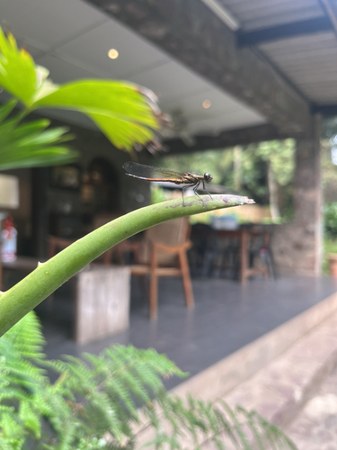 Blue-tipped Jewel
