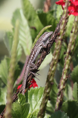 Anolis bonairensis