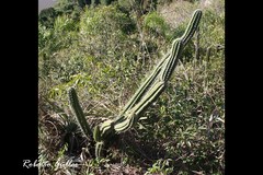 Praecereus euchlorus