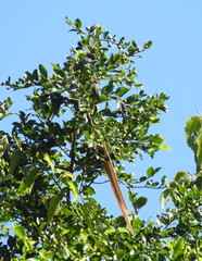 Colius striatus integralis