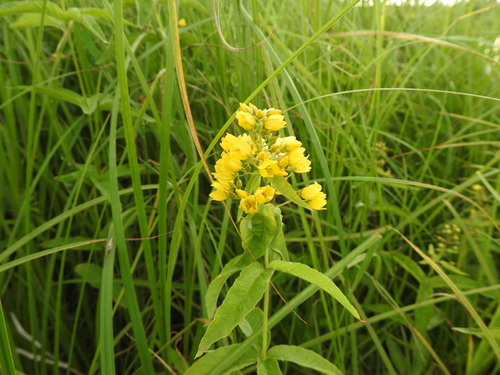 Yellow Loosestrife