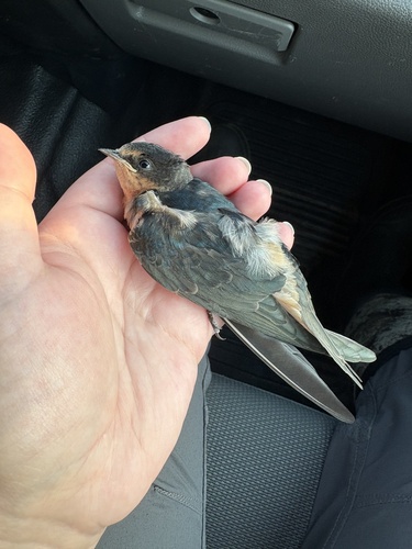 Barn Swallow