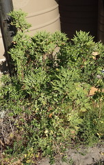 Pelargonium citronellum