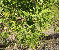 Pelargonium citronellum