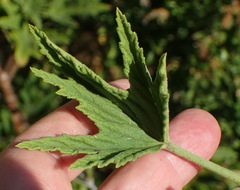 Pelargonium citronellum