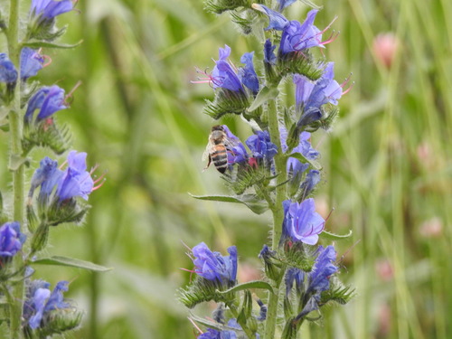 viper's-bugloss