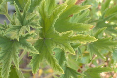 Pelargonium citronellum