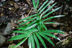 Zamia paucijuga
