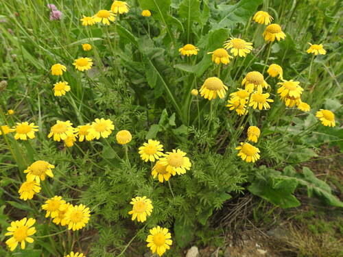 Golden marguerite