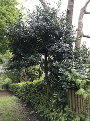 Ilex × altaclerensis