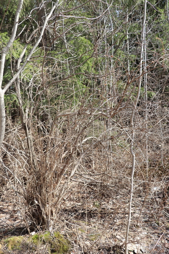Lonicera caerulea