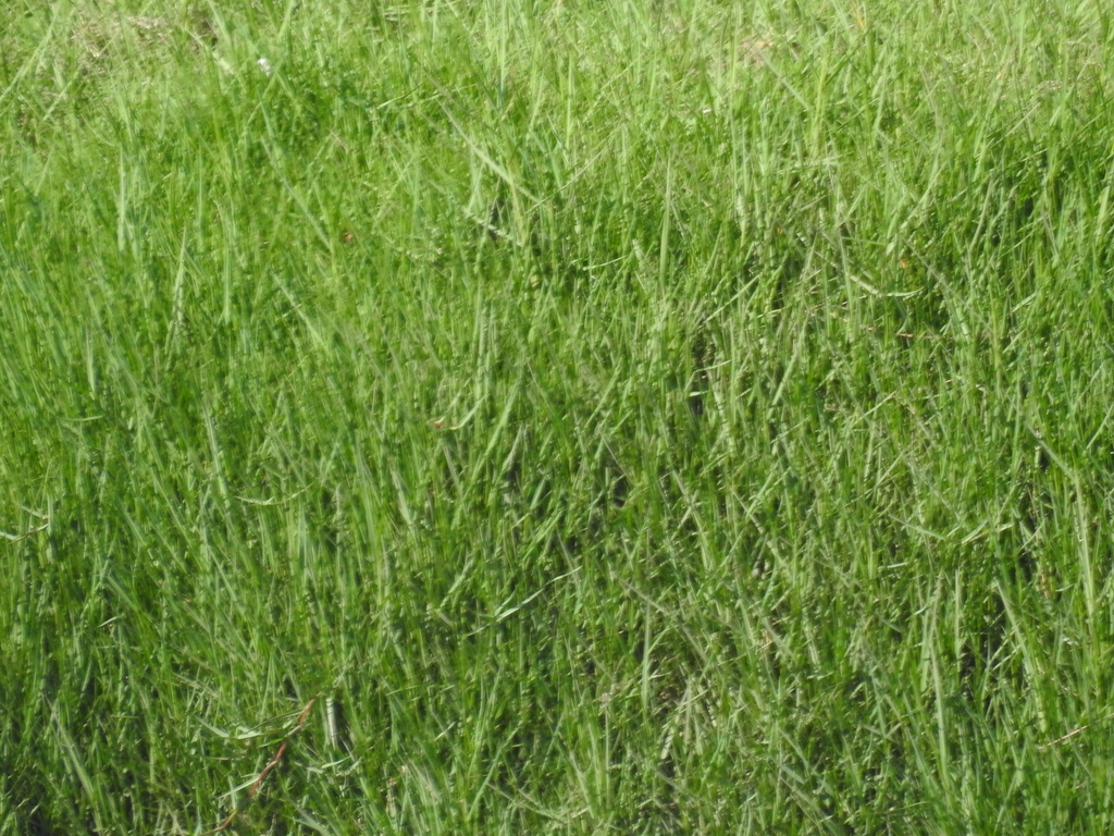 grasses from Harbor Gateway North, Los Angeles, CA, USA on April 25