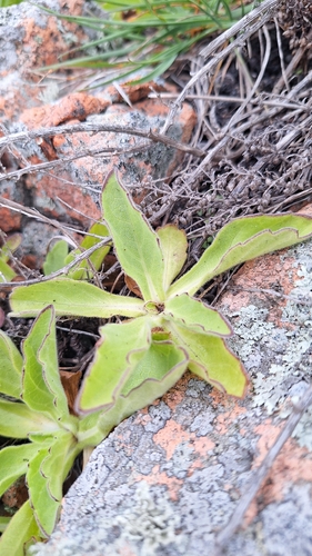 Aster spathulifolius, photograph 2