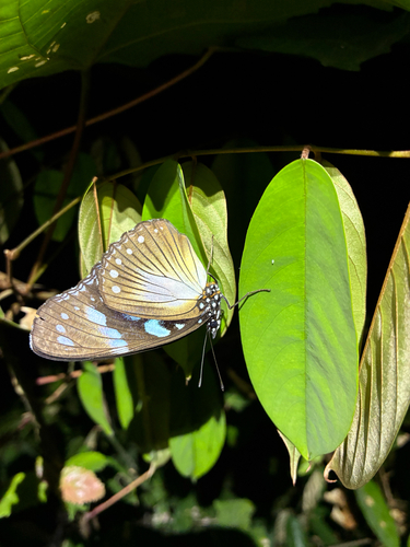 Variable Diadem