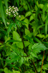 Valeriana flaccidissima
