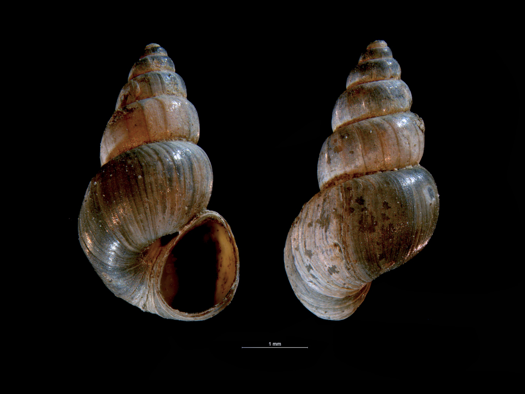 Hydrobiinae