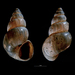 Ventrose Spire Snail - Photo (c) bathyporeia, some rights reserved (CC BY-NC-ND)